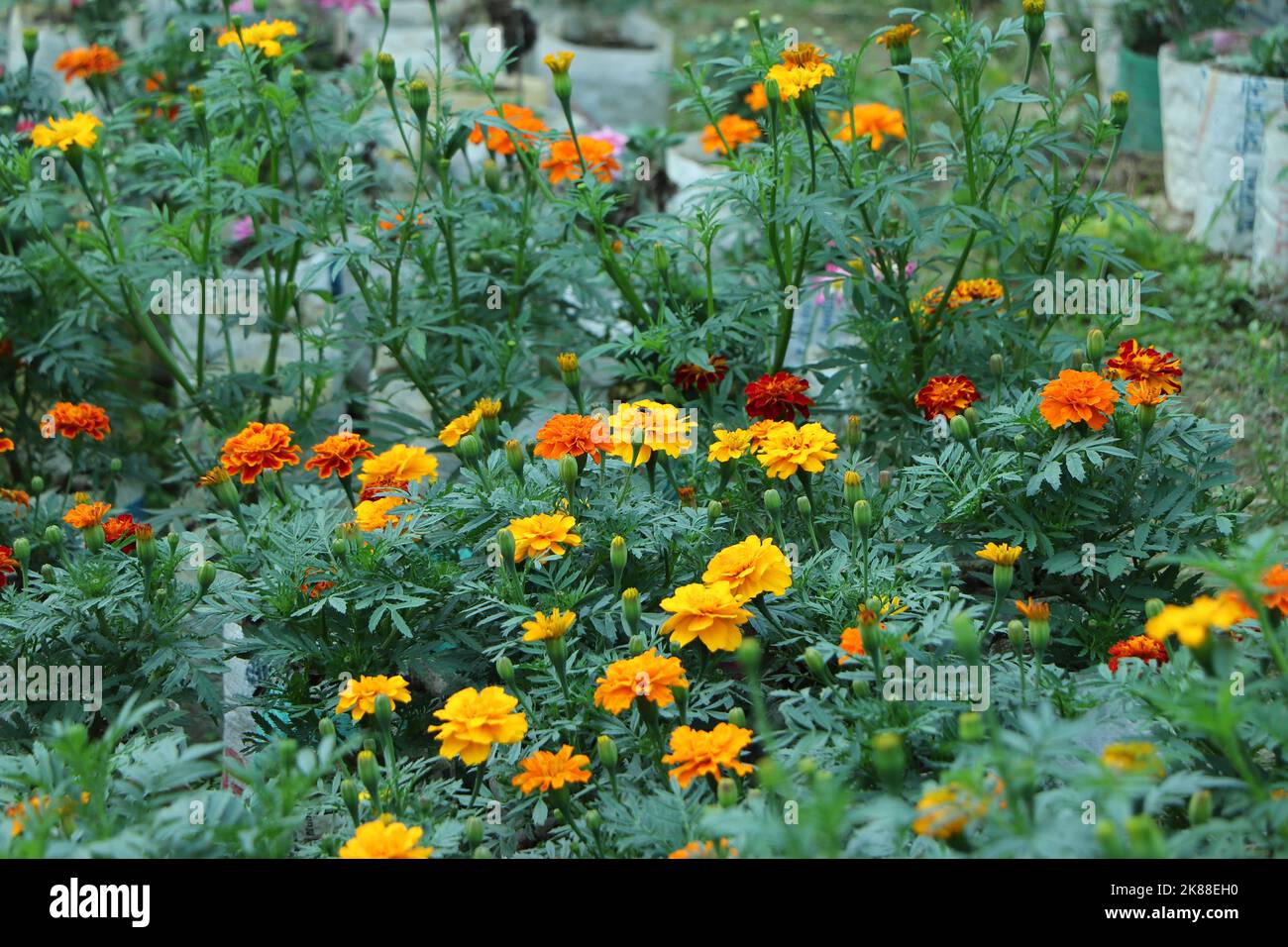 fiore giallo marigold che cresce in giardino Foto Stock