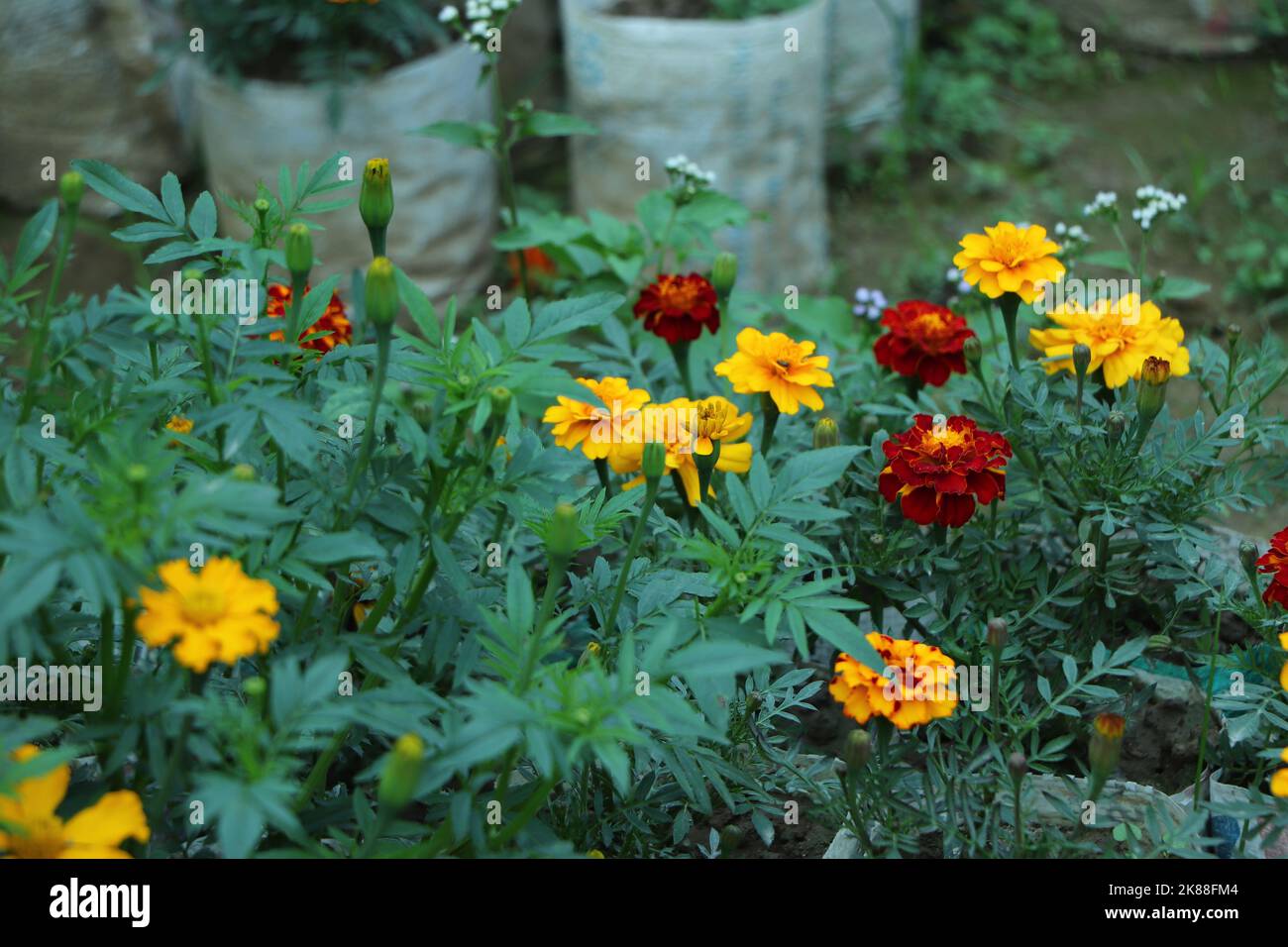 Tagetes patula marigold francese in fiore, mazzo giallo arancio di fiori, foglie verdi, arbusto piccolo Foto Stock