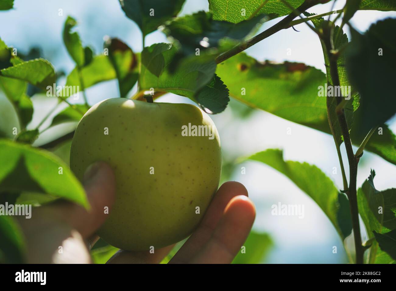 Primo piano shot di mano che tiene la mela verde sul ramo in una fattoria di mele. Foto Stock