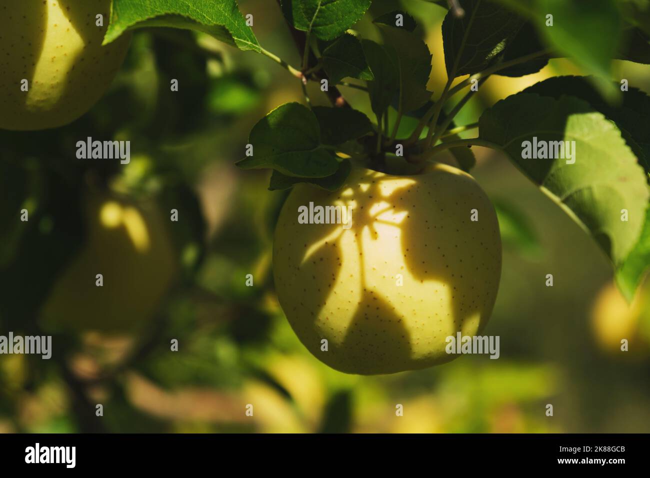 Primo piano shot di mele verdi sul ramo in una fattoria di mele. Foto Stock