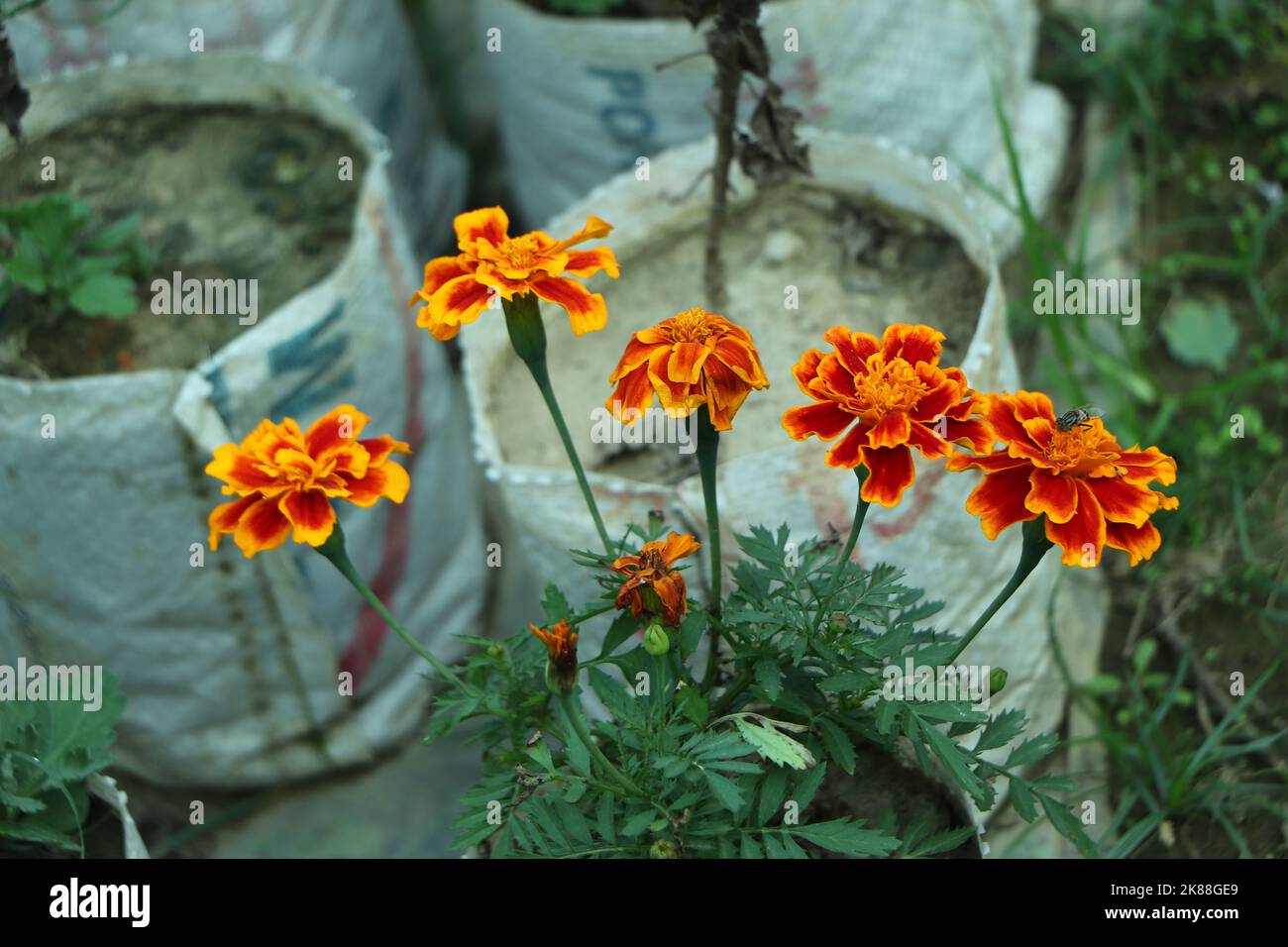fiori di marigold in un giardino su sfondo verde Foto Stock