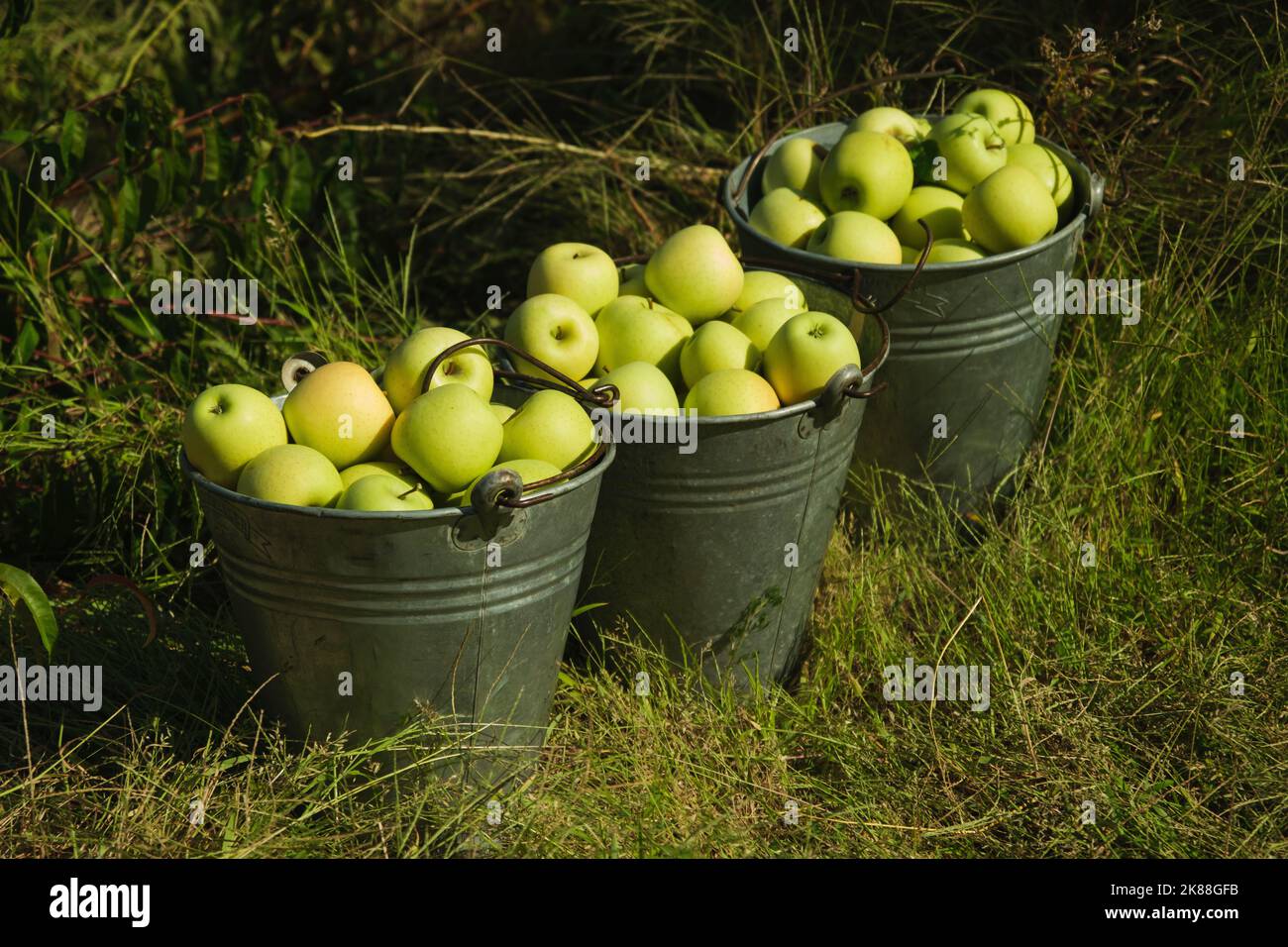 Tre secchi di mele verdi nella fattoria. Foto Stock