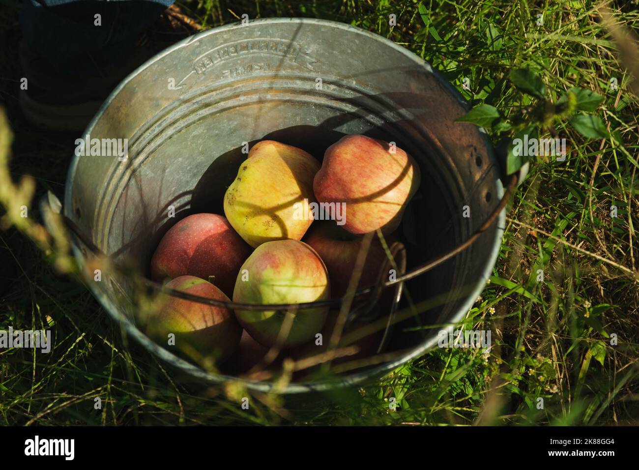 Primo piano shot di mele verdi sul ramo in una fattoria di mele. Foto Stock