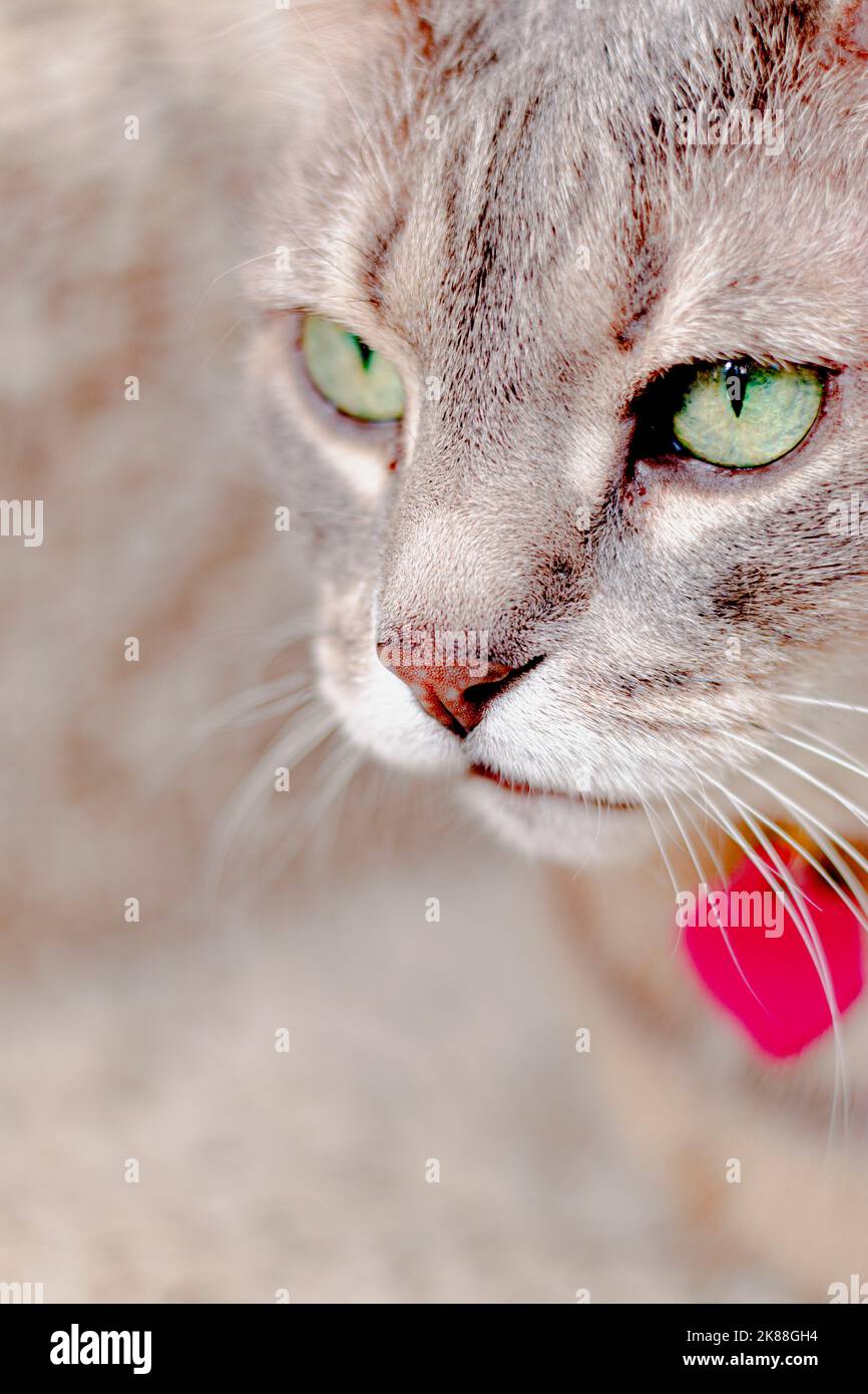 Tabby grigio con occhi verdi Foto Stock