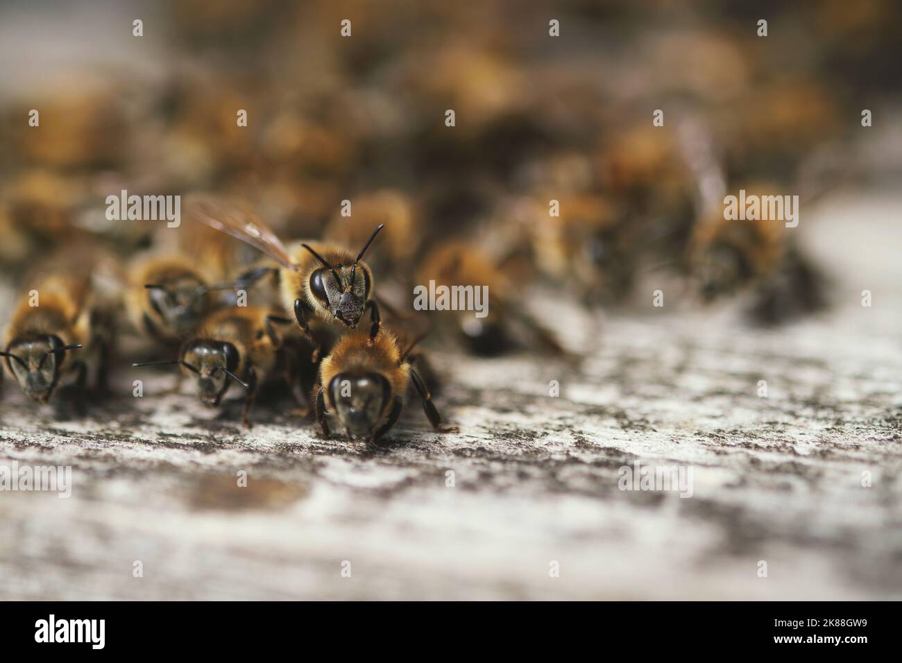 Primo piano scatto di un sacco di api su un cancello di ape box Foto Stock