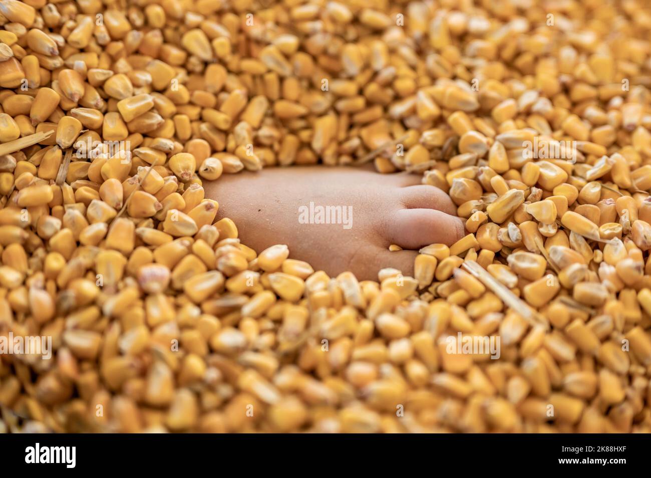 piede del bambino piccolo sepolto e intrappolato nello strato superiore di mais in un contenitore di deposito di grano. Foto Stock