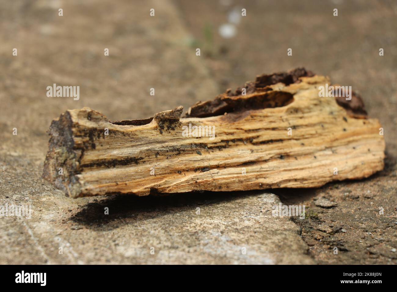 Pezzo unico di legno secco posato su un pavimento di cemento su una luce naturale Foto Stock