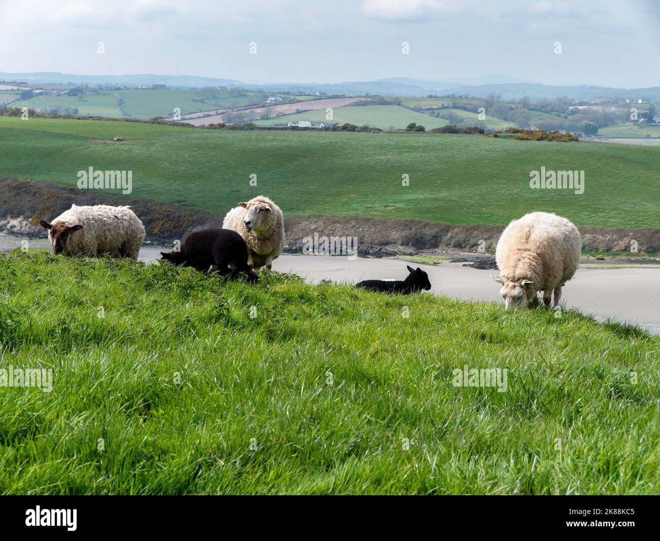 Pecore pascolano. Qualche pecora in un pascolo. Pascolo libero. Paesaggio agricolo. Pecora bianca su campo di erba Foto Stock