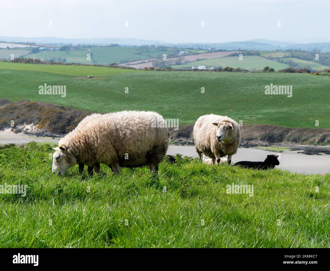 Pecore pascolano in un prato verde. Qualche pecora in un pascolo del coltivatore. Pascolo libero di bestiame. Paesaggio agricolo. Foto Stock