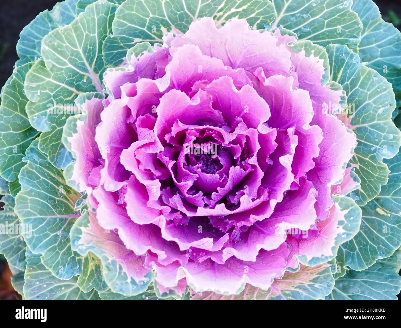 Brassica oleracea in fiore cavolo rosso Foto Stock