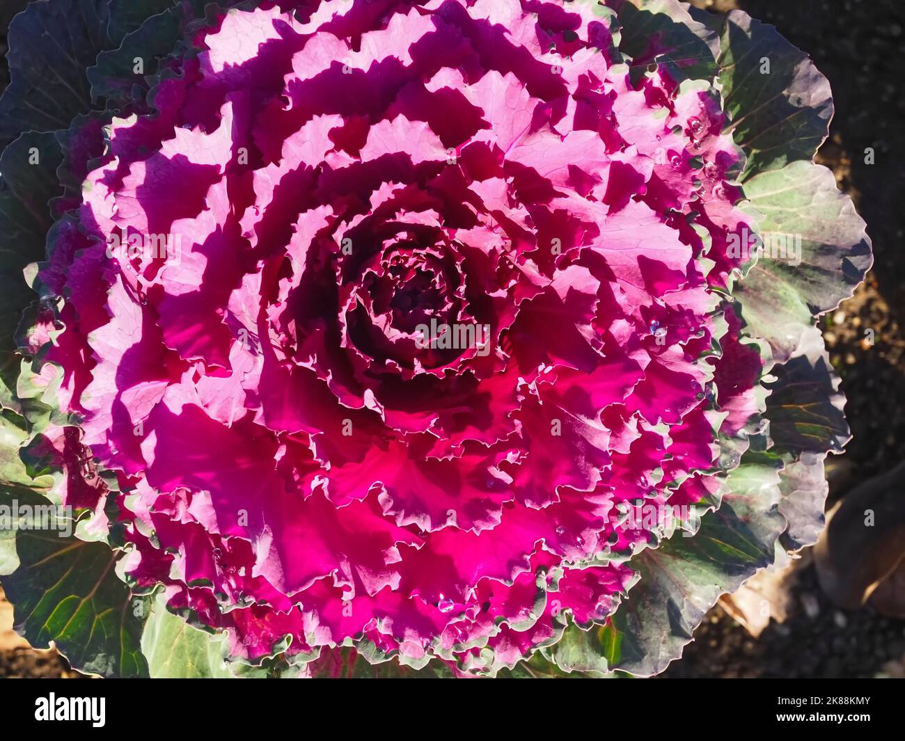 Brassica oleracea in fiore cavolo rosso Foto Stock