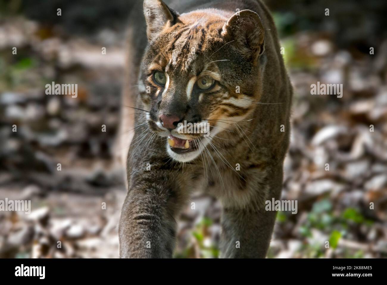 Gatto d'oro asiatico / gatto di Temminck / gatto d'oro asiatico (Catopuma temminckii) caccia nella foresta, nativo dell'India, del sud-est asiatico e della Cina Foto Stock