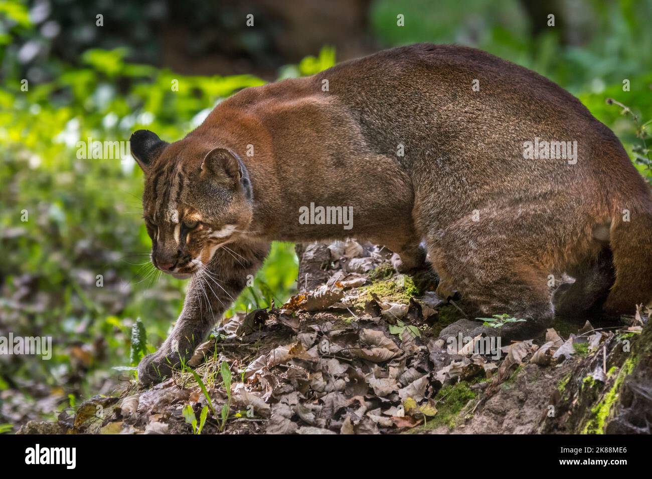 Gatto d'oro asiatico / gatto di Temminck / gatto d'oro asiatico (Catopuma temminckii) caccia nella foresta, nativo dell'India, del sud-est asiatico e della Cina Foto Stock
