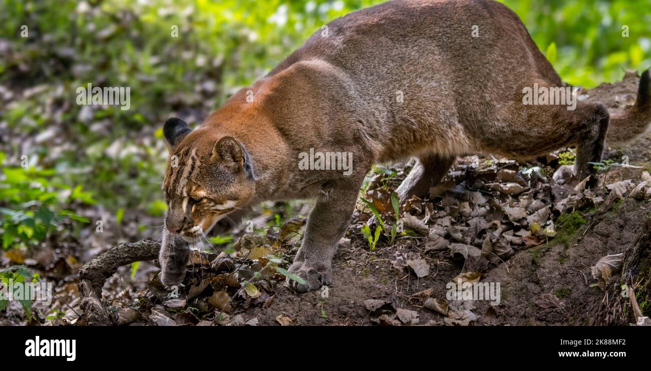 Gatto d'oro asiatico / gatto di Temminck / gatto d'oro asiatico (Catopuma temminckii) caccia nella foresta, nativo dell'India, del sud-est asiatico e della Cina Foto Stock