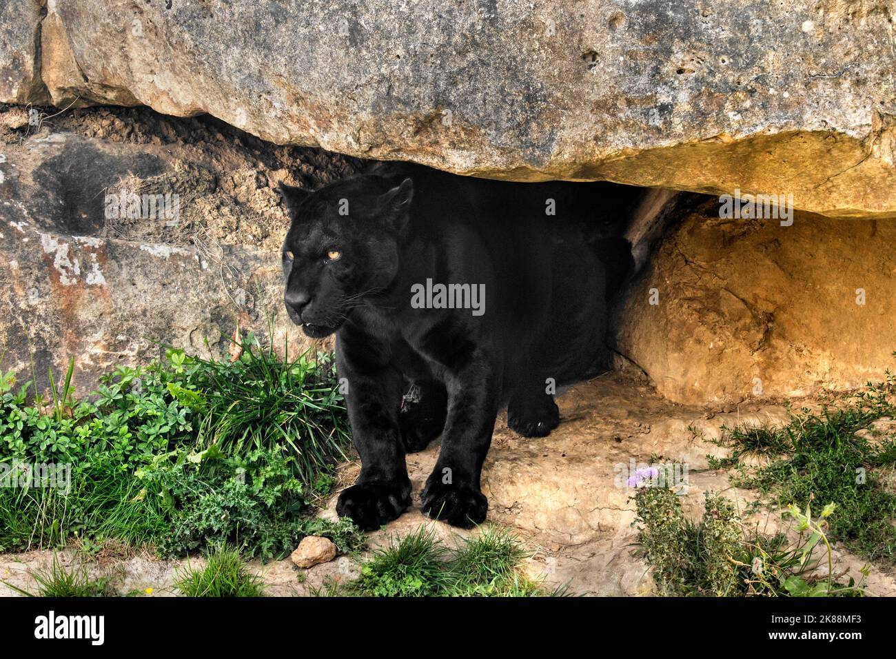 melanistico jaguar / pantera nera (Panthera onca) sotto la roccia, morph di colore nero, nativo del Centro e Sud America Foto Stock