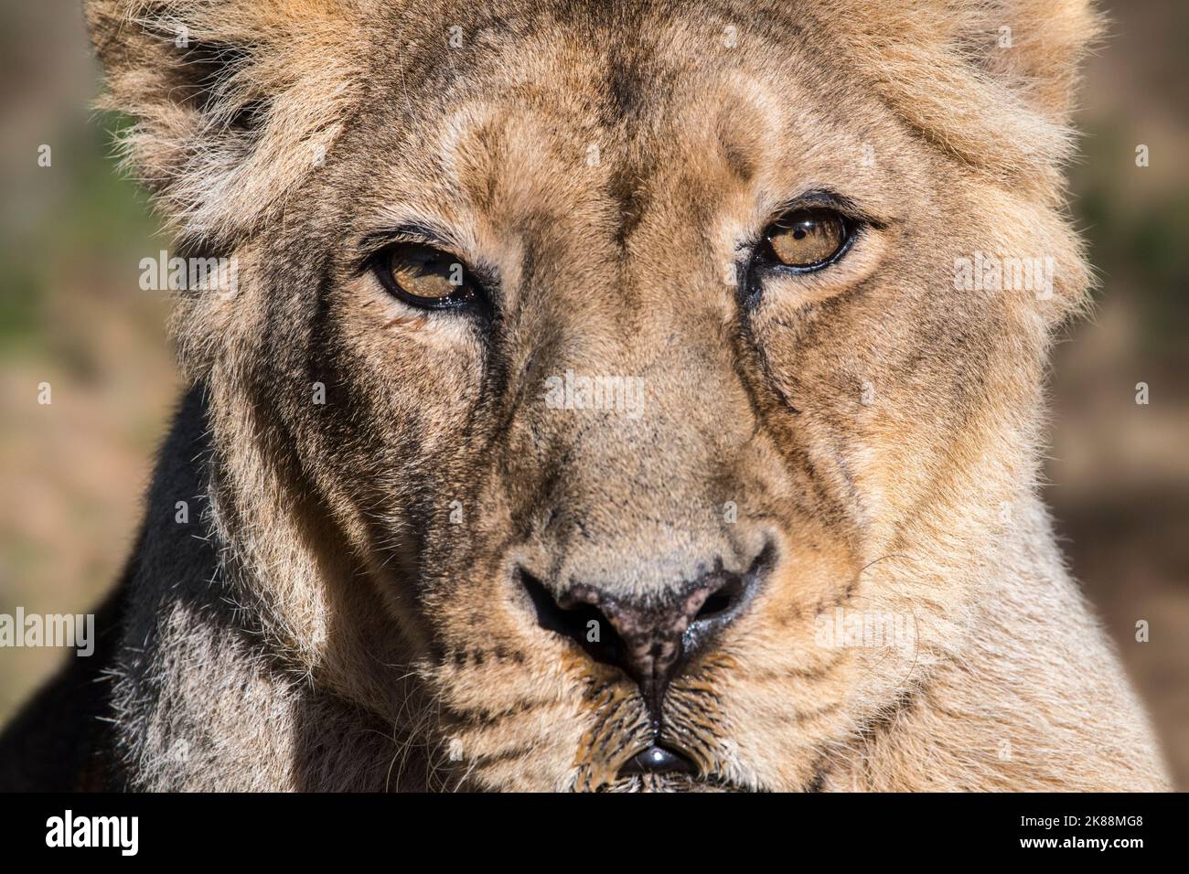 Leone Asiatico / leone di abete (Panthera leo persica) primo piano di leonessa / femmina a riposo, originaria dell'India Foto Stock