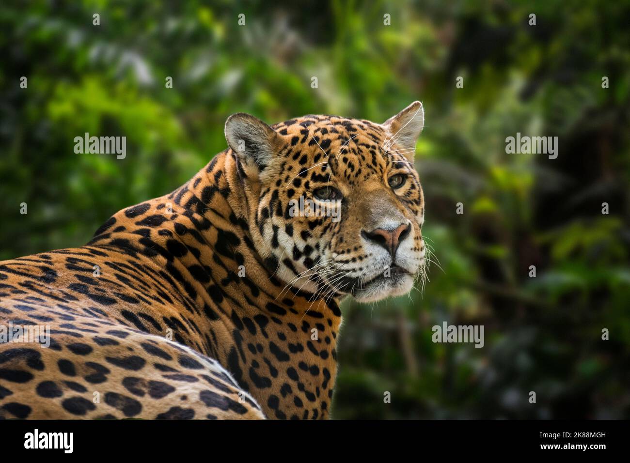 Ritratto di Jaguar (Panthera onca) in primo piano nella foresta pluviale tropicale/foresta pluviale, originaria dell'America centrale e meridionale Foto Stock
