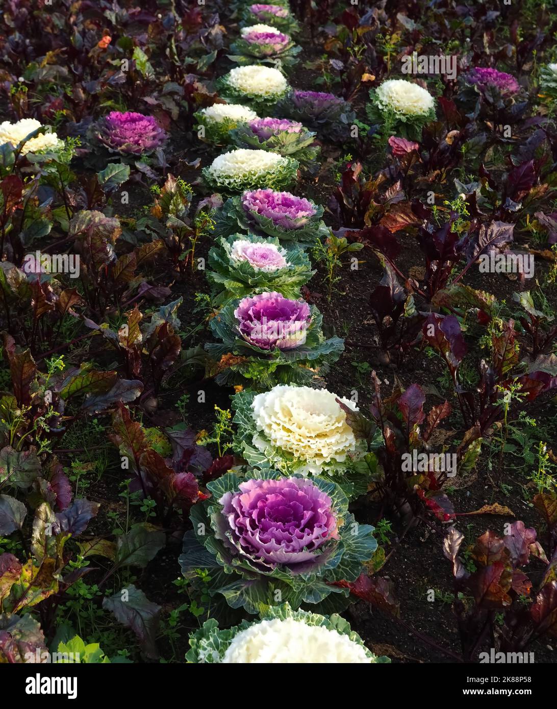 Brassica oleracea in fiore cavolo rosso e bianco Foto Stock