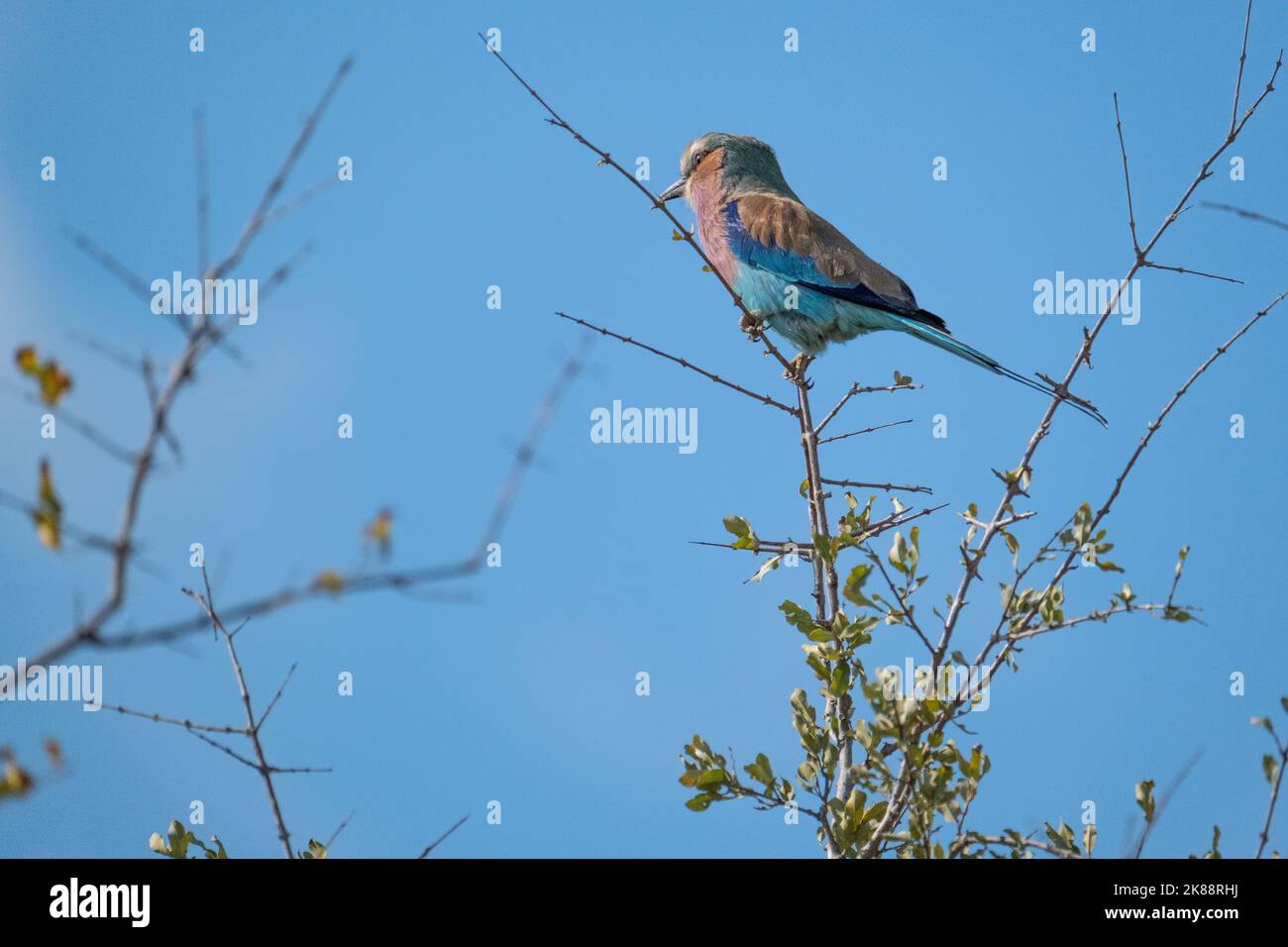 Un primo piano di un colorato rullo europeo che si eruttano su un ramo di albero senza foglie Foto Stock