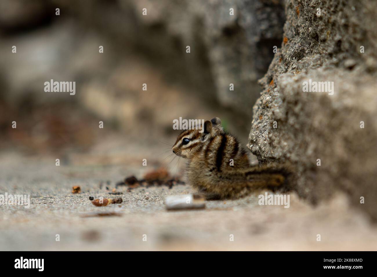 Un primo piano di un piccolo cippino vicino ad un mucchio di semi Foto Stock