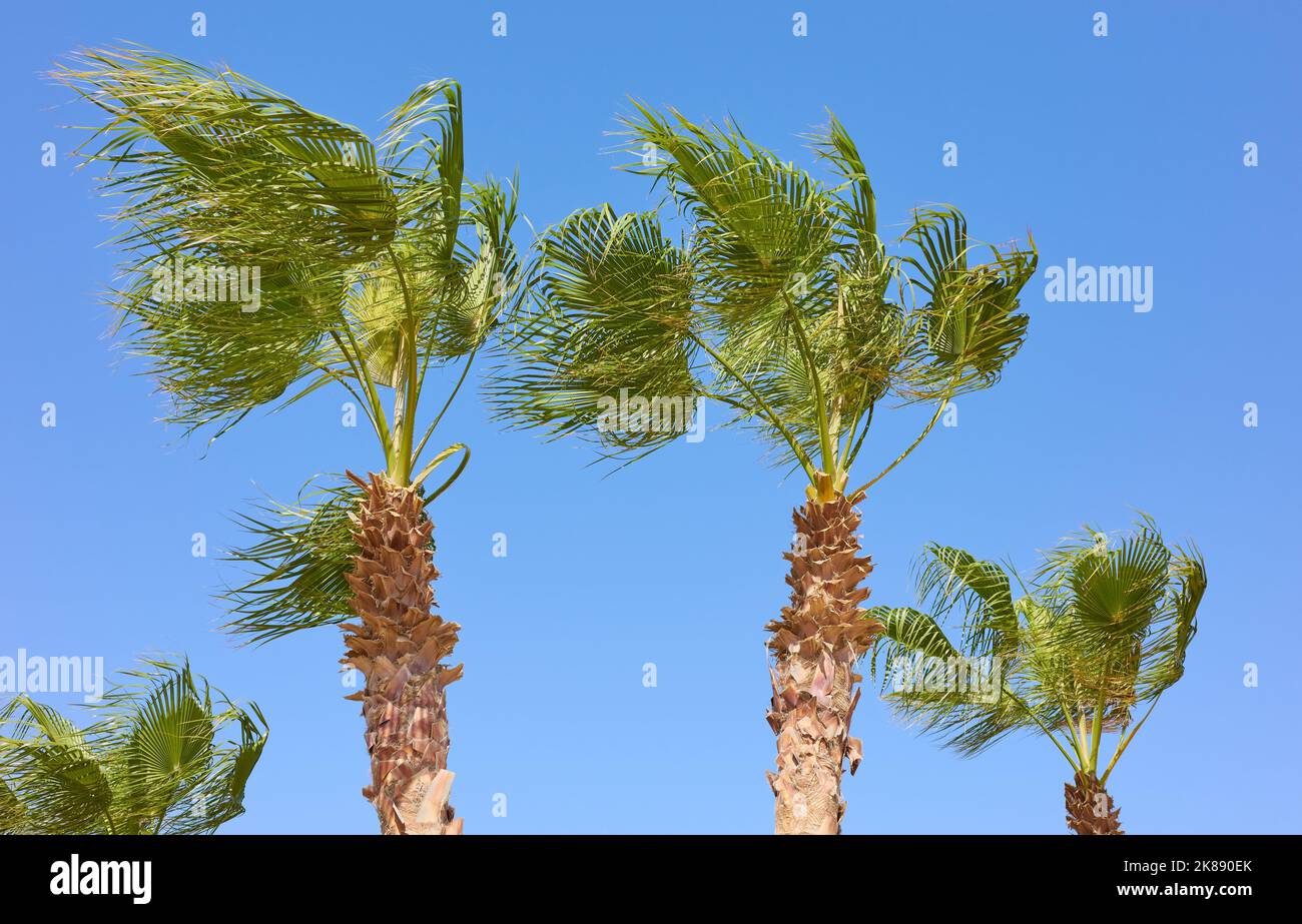 Foto delle palme di Doum in una giornata ventosa contro il cielo blu. Foto Stock