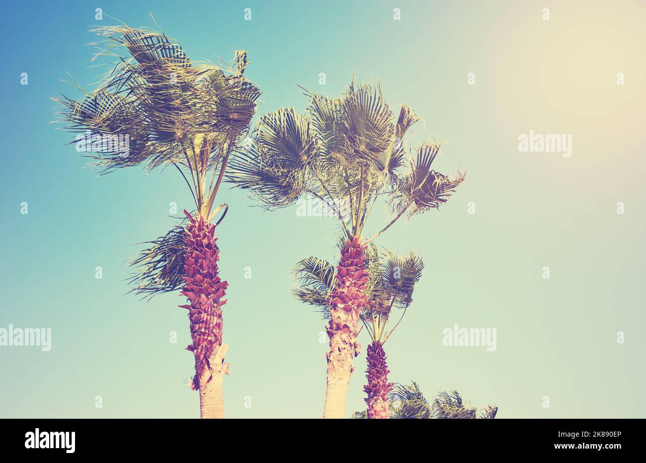 Immagine di palme contro il sole, tonalità di colore applicato. Foto Stock
