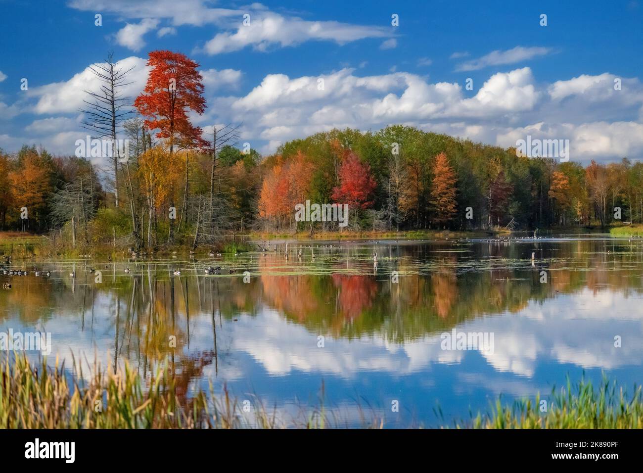 New York state colori autunnali alberi e fogliame riflesso in un lago nella regione dei Finger Lakes Schuyler County Foto Stock