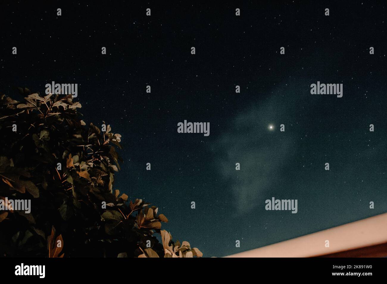 Foto delle stelle in un cielo blu di notte con un albero con foglie verdi in primo piano. Foto Stock