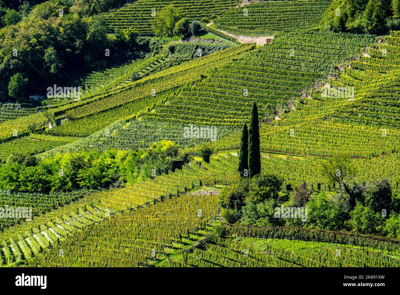 Paesaggio nella valle dell'Etschtal, in Alto Adige, sopra il paese di Termeno, i vigneti dominano i pendii montani, sede del Gewürztraminer Grapper Foto Stock