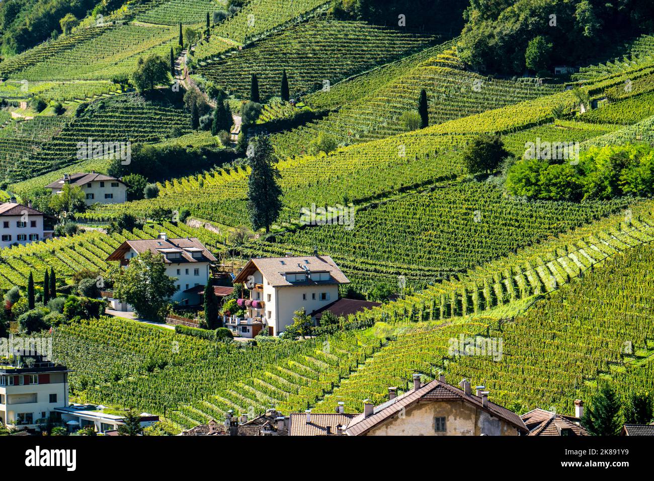 Paesaggio nella valle dell'Etschtal, in Alto Adige, sopra il paese di Termeno, i vigneti dominano i pendii montani, sede del Gewürztraminer Grapper Foto Stock