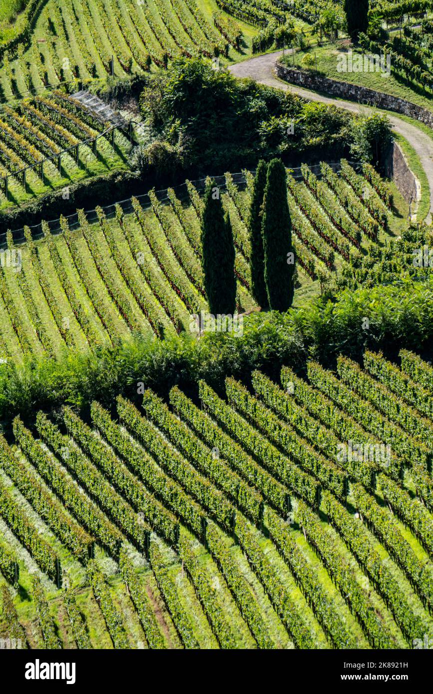 Paesaggio nella valle dell'Etschtal, in Alto Adige, sopra il paese di Termeno, i vigneti dominano i pendii montani, sede del Gewürztraminer Grapper Foto Stock