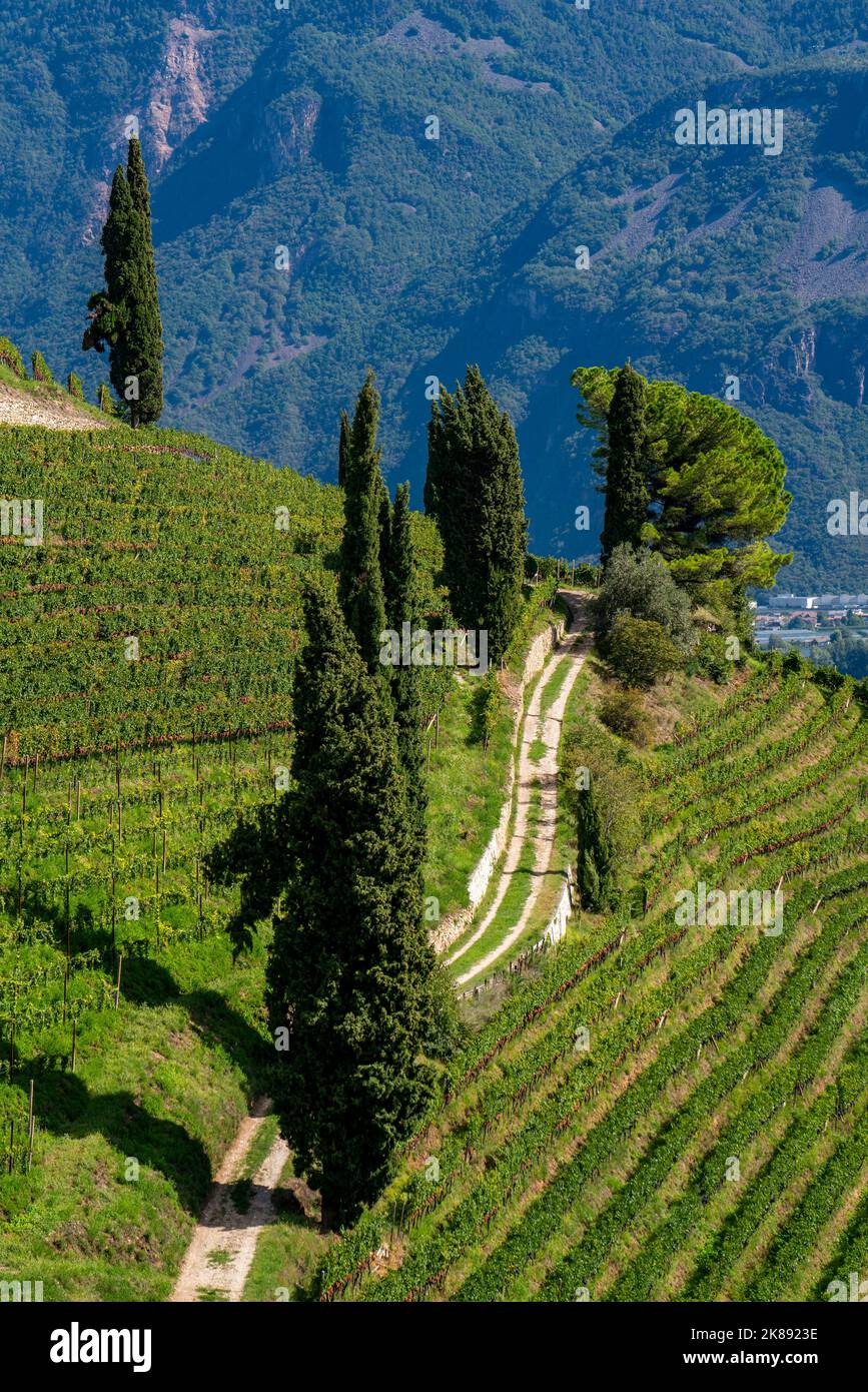 Paesaggio nella valle dell'Etschtal, in Alto Adige, sopra il paese di Termeno, i vigneti dominano i pendii montani, sede del Gewürztraminer Grapper Foto Stock