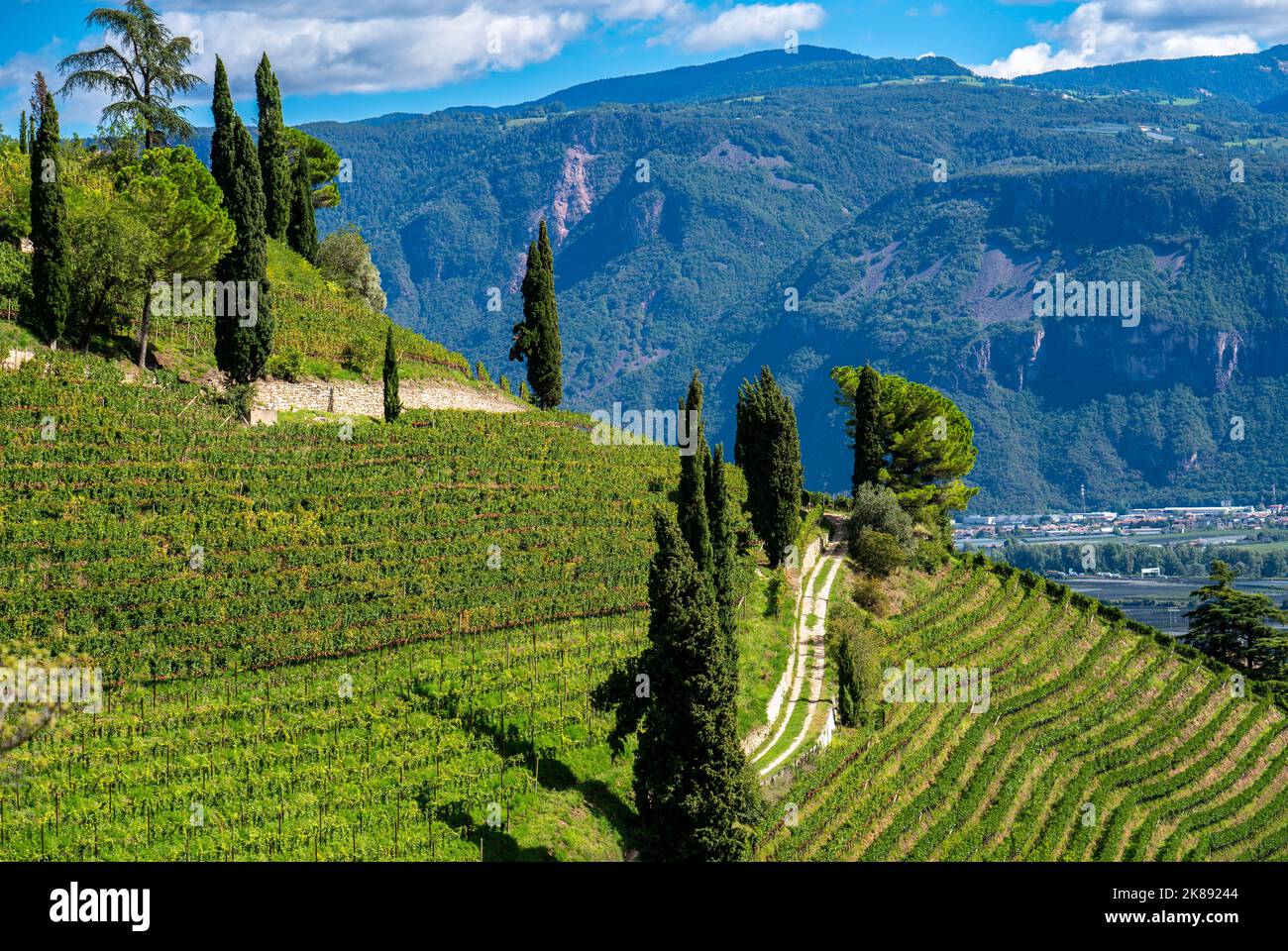 Paesaggio nella valle dell'Etschtal, in Alto Adige, sopra il paese di Termeno, i vigneti dominano i pendii montani, sede del Gewürztraminer Grapper Foto Stock