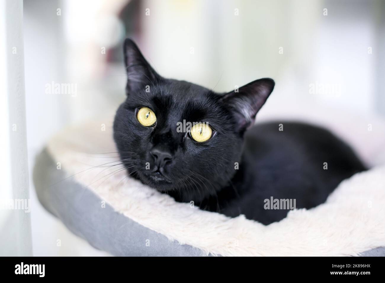 Un gatto corto nero ad occhi larghi con pupille ristretta adagiate su un letto di gatto Foto Stock