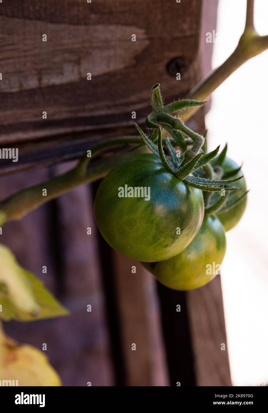 i pomodori verdi e non maturi sono appesi al cespuglio. grandi frutti di verdure non maturi. nella piantagione di verdure della serra con pomodori e cumbe Foto Stock