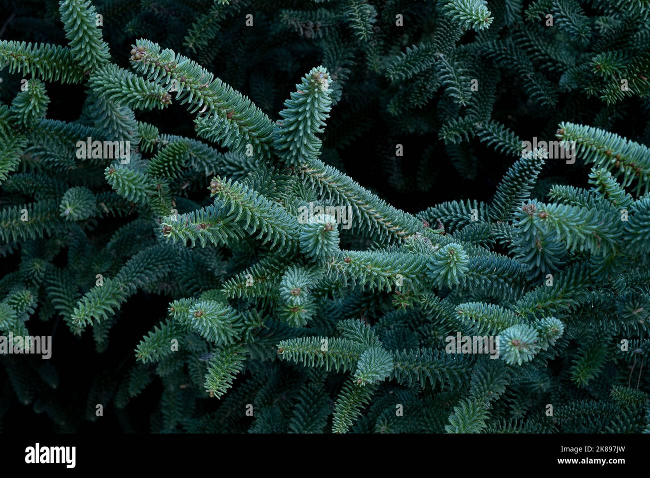 Particolare dell'albero di Pinsapo, (Abies pinsapo), nel Parco Nazionale della Sierra de las Nieves, Malaga, Spagna Foto Stock