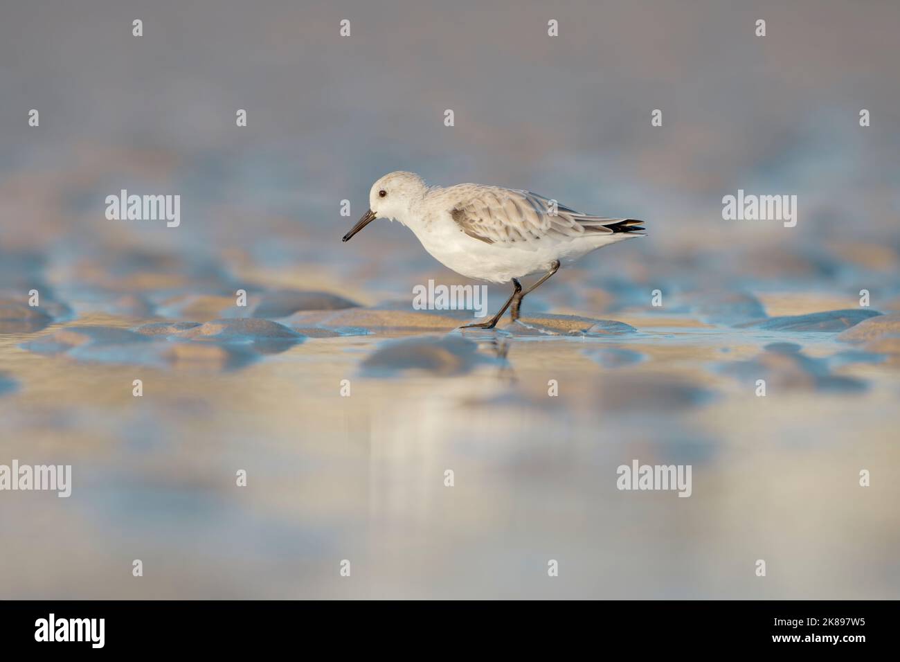 Sanderling (calidris alba) che si nutrono a terra durante la migrazione autunnale. Baie du mont Saint Michel, Manica, Normandie, Francia. Foto Stock