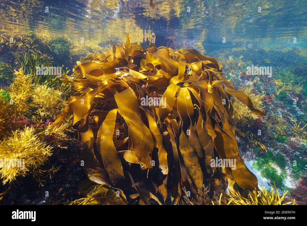 Alghe nell'oceano, alghe dorate di kelp, Laminaria ocroleuca, scena subacquea, Atlantico orientale, Spagna Foto Stock