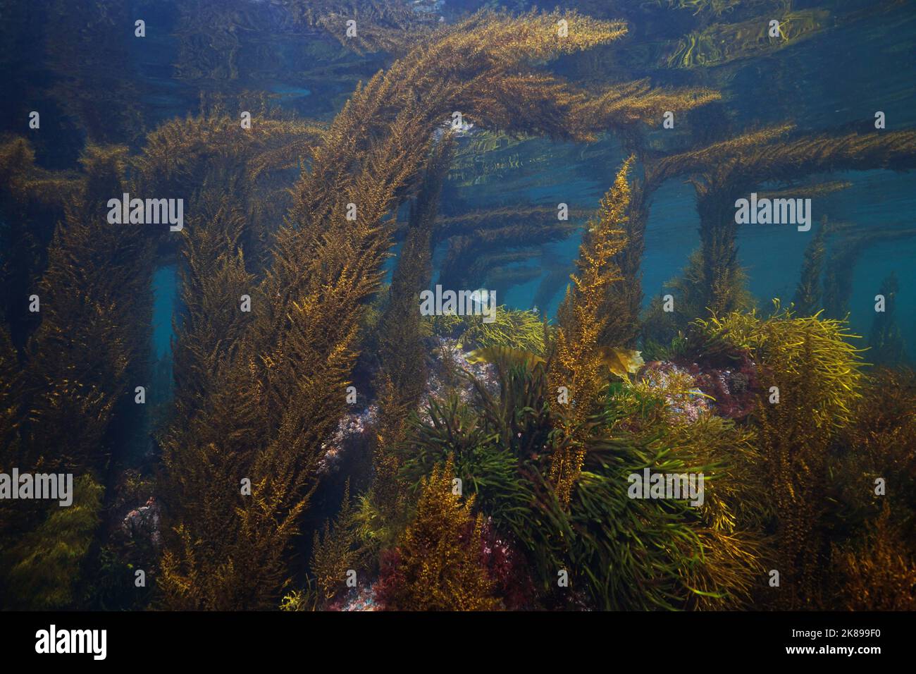 Alghe marine nell'oceano Atlantico in acque poco profonde, Spagna, Galizia, Rias baixas Foto Stock