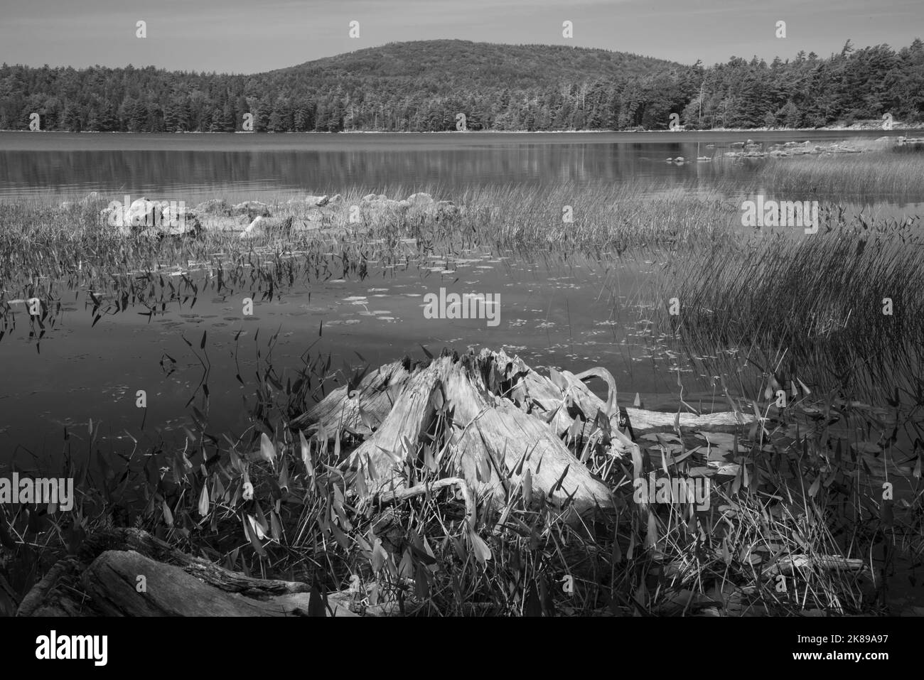 Una foto d'arte in bianco e nero di un vecchio albero sbiancato dal sole lungo il bordo di Eagle Lake, Acadia National Park, Mount Desert Island, Maine, USA Foto Stock