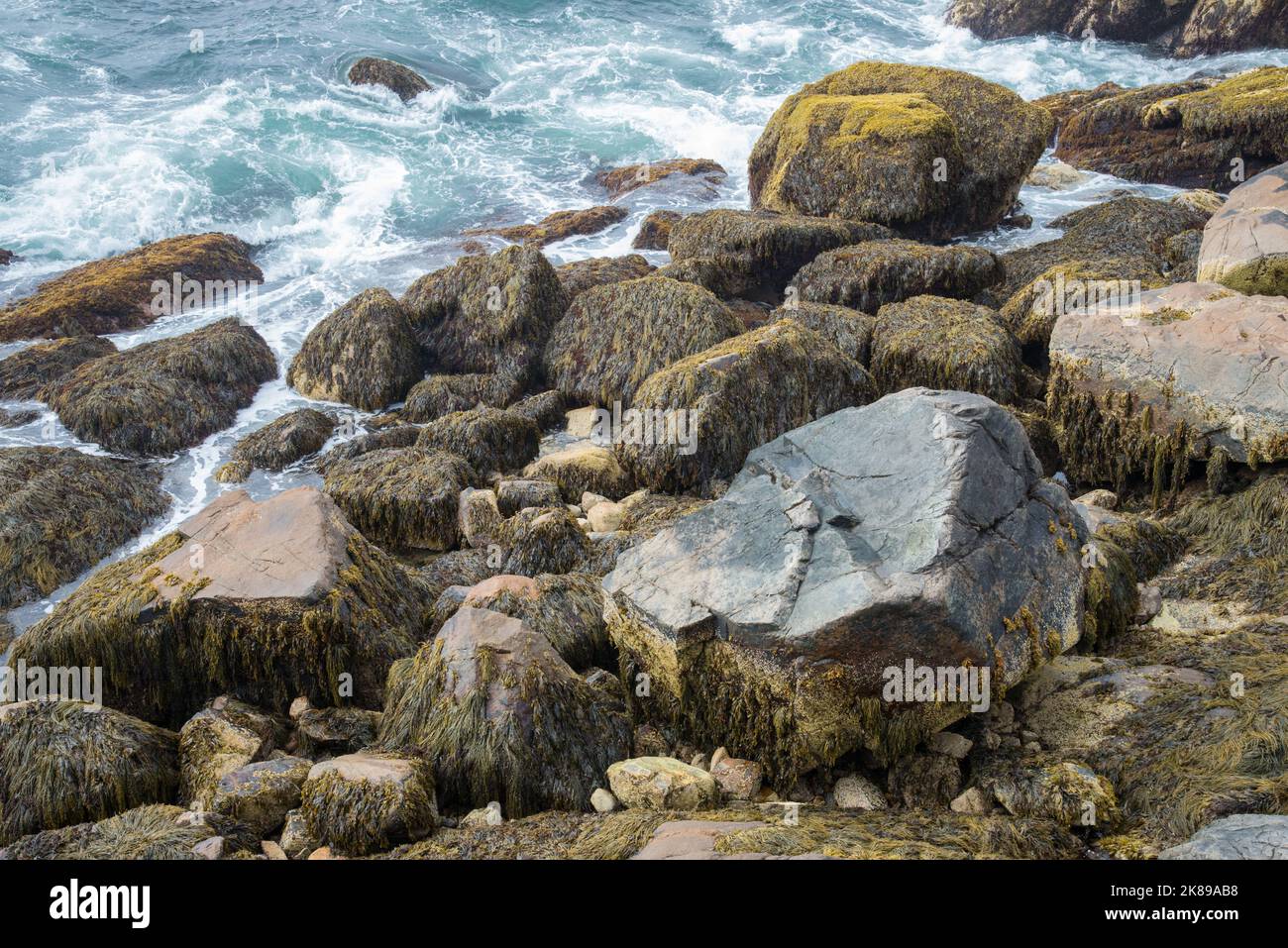 Rocce lungo la costa del Maine ricoperte di alghe e alghe marine nell'Acadia National Park, Mount Desert Island, Maine, USA Foto Stock