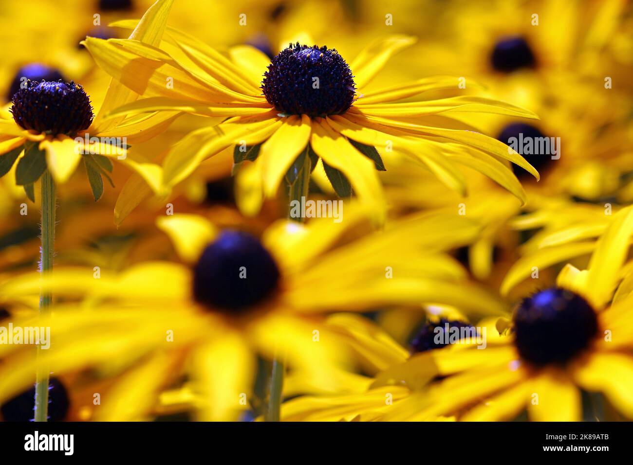 Macro immagine di un fiore giallo brillante Rudbeckia con cono centrale marrone cioccolato, che spicca tra molti Rudbeckia circostanti. Agosto, Inghilterra Foto Stock
