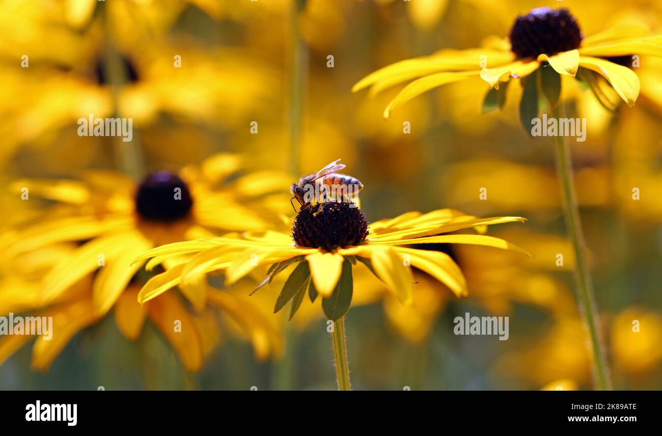 Macro immagine di un'ape di miele completamente ricoperta di polline che si erge sulla sommità del cono marrone cioccolato di una Rudbeckia giallo brillante. Agosto, Inghilterra Foto Stock
