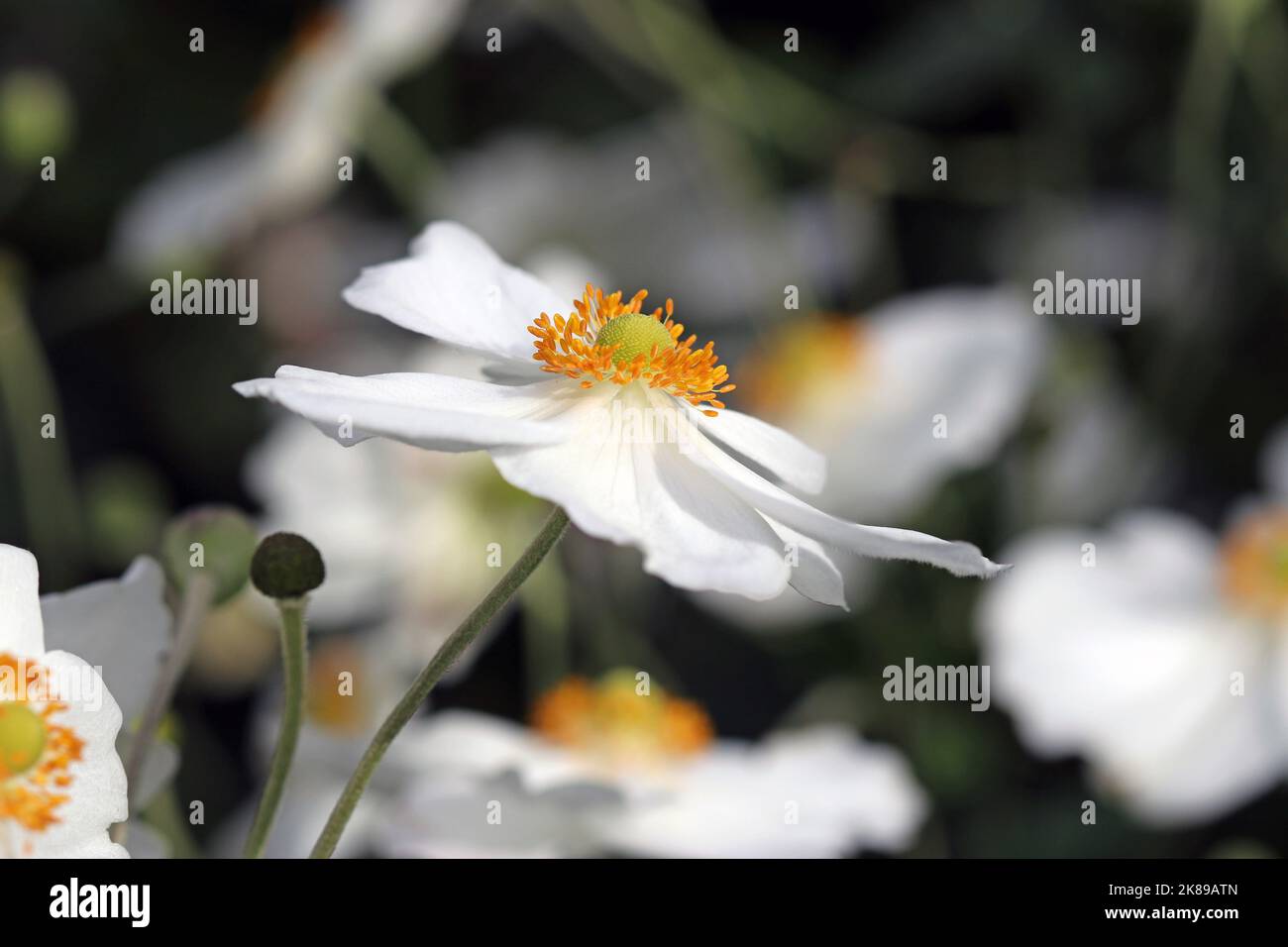 Immagine macro dell'anemone bianco puro Honorine Jobert. Giardino all'inglese, settembre Foto Stock