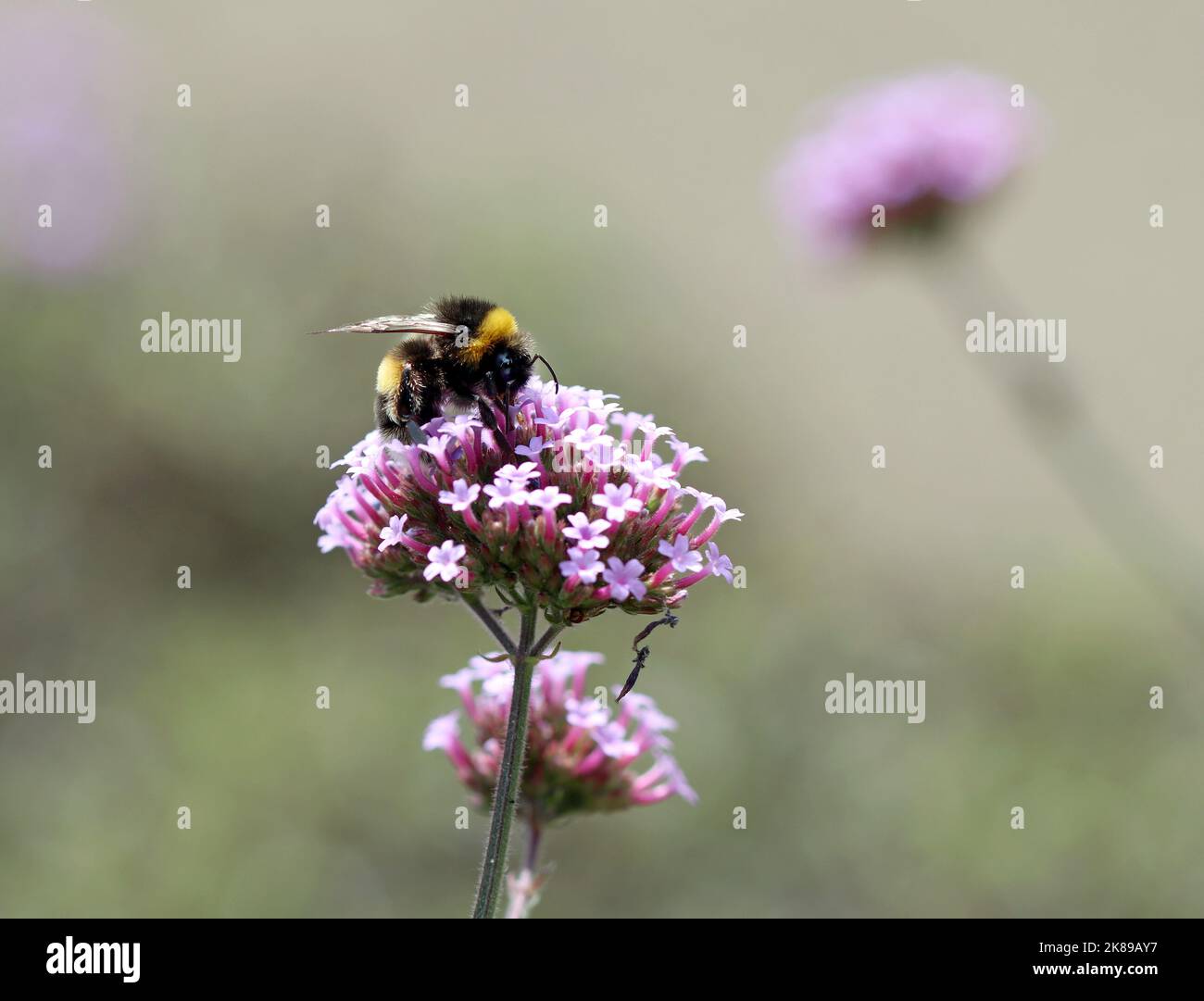 Un bumblebee dalla coda bianca raccoglie nettare e polline dalla cima di Verbena (Vervain) bonariensis in un giardino inglese nel mese di settembre Foto Stock