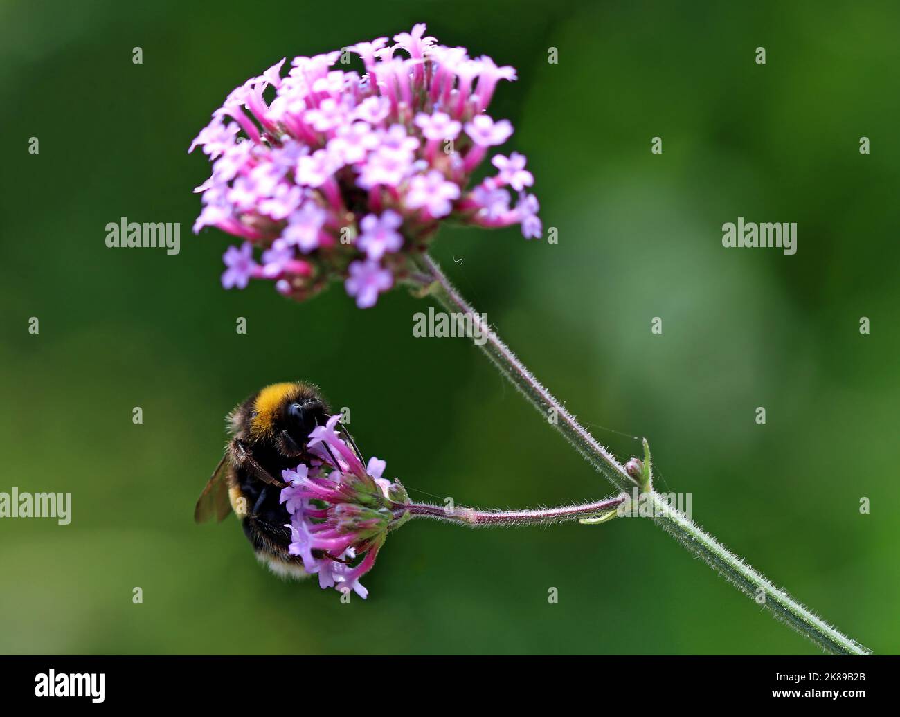 Un bumblebee dalla coda bianca raccoglie nettare e polline dalla cima di Verbena (Vervain) bonariensis in un giardino inglese nel mese di settembre Foto Stock