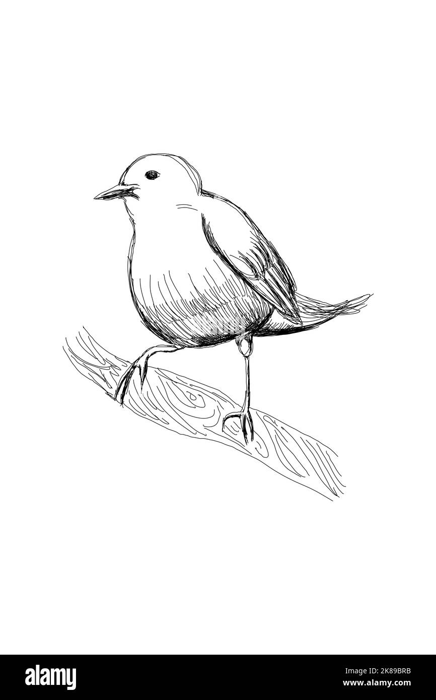 Indigo Bunting o Passerina cyanea, incisione vintage. Vecchia illustrazione incisa di un paio di bungings Indigo che mostrano l'uccello maschio (in alto) e l'uccello femmina Illustrazione Vettoriale
