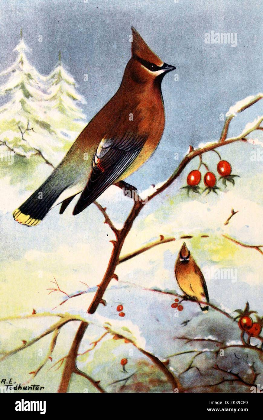 Cedar Waxwing di R e Todhunter, circa 1920s Foto Stock