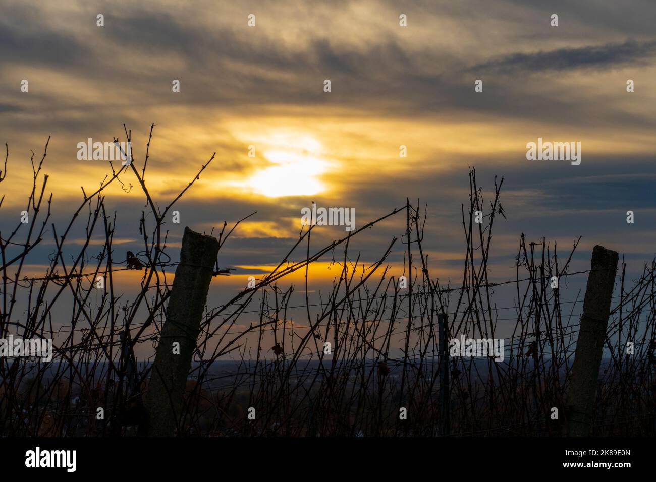 Blick über den Weinberg im Sonnenuntergang Foto Stock