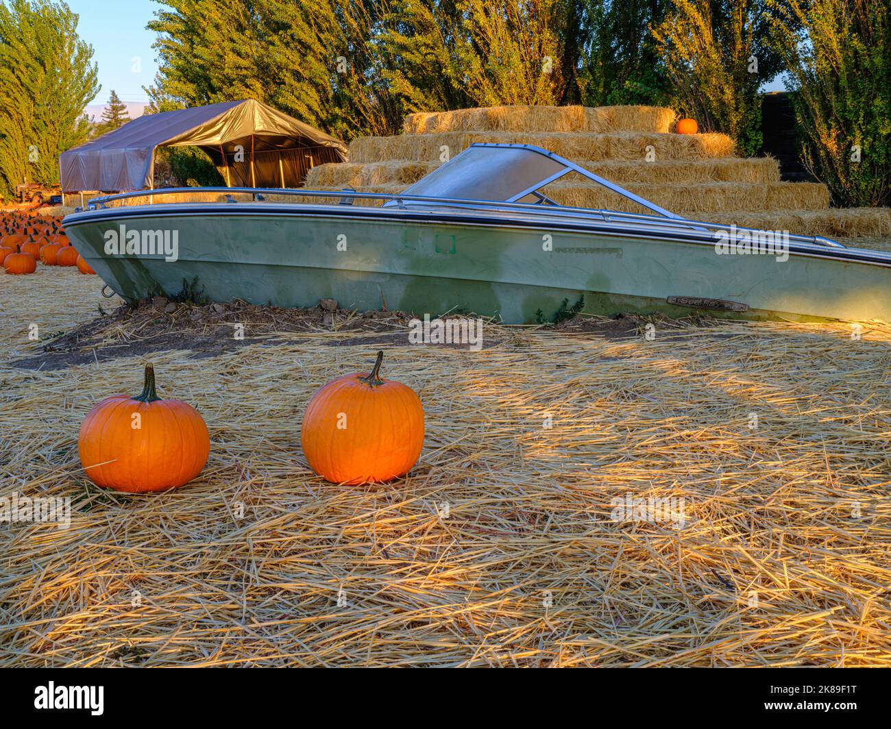 Un primo piano di zucca con raggi di luce mattutina splende su un letto di paglia, offrendo il tocco stagionale per una nuova esposizione autunnale. Foto Stock